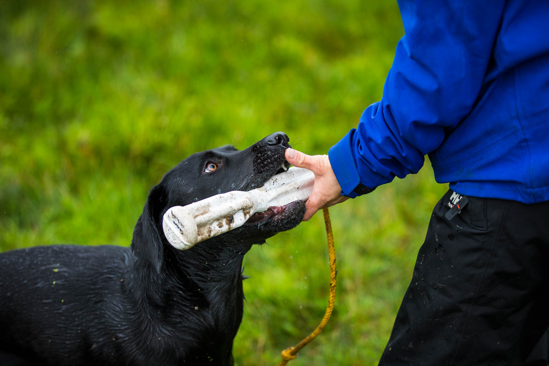 Gundog Training